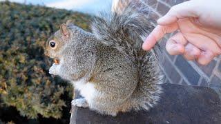 Cutie the squirrel has a funny reaction when I touch her tail