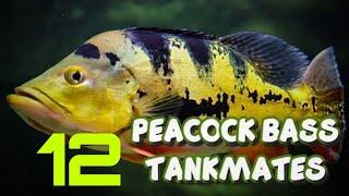 12 most suitable tankmates for peacock bass fish | Peacock bass tank mates