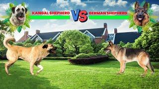 Kangal Vs German Shepherd