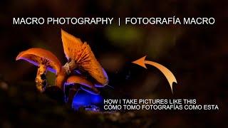 MACRO PHOTOGRAPHY 1 | FOTOGRAFIA MACRO 1