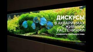 Дискусы в аквариумах с живыми растениями.