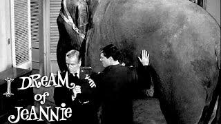 I Dream of Jeannie | What's An Elephant Doing In Tony's Bedroom? | Classic TV Rewind