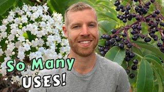 Grow Your Own Food And Medicine From This One Amazing Tree - Elderflowers & Elderberries