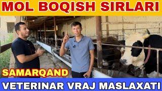 MOL BOQISH SIRLARI SAMARQAND ROMA VET BILAN UMID RASHIDOV