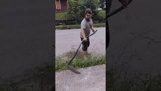 Cutting the Devil Strip Grass with A Giant Sickle Grim Reaper Scythe