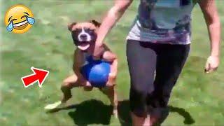 LOL Amimal Memes - Funniest Animals Video  2023 | Pets Island