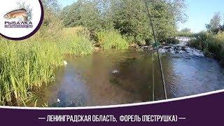 Форель (Пеструшка)  Ленинградская область.