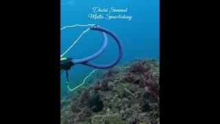 Would you believe it? #spearfishing #fish #pesca #fishing #sub #scubadiving #ocean #sea #viralshorts
