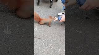 Запасливая Белочка️ Берёт Орешки у Людей Funny Squirrel️#shots #squirrel