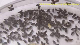 Who are Bisquit Beetles in Your Kitchen? How to Get Rid of it? Stegobium paniceum (Anobiidae, Col.)