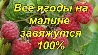 Самая важная подкормка ремонтантной малины летом (реально работает!)