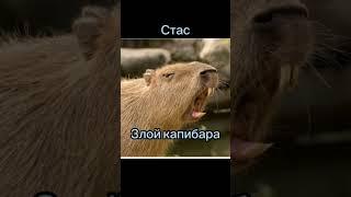 Какой ты капибара по имени #shorts