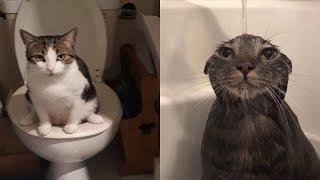 Try Not To Laugh  New Funny Cats Video  - Just Cats Part 9