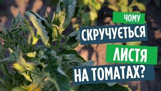 Скручується листя на помідорах? Одна підкормка усе виправить!