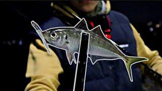 SOFTBAITING For Mackerel | Ajing Fishing - Auckland Harbour