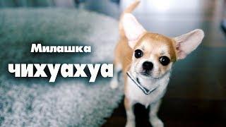 VLOG:гоняем голубей и лечим аллергиюЧихуахуа Лизи