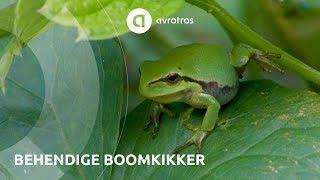 Wild in Nederland: Behendige Boomkikker