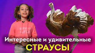 Страусы: 12 фактов, которые вы не знали! | ШКИТ про животных