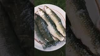 little fish's