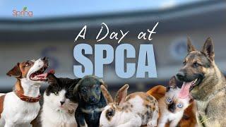 A Day at SPCA | Spring College International