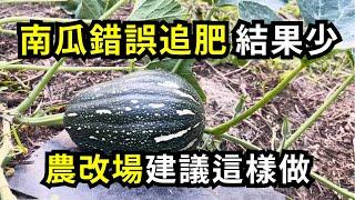 南瓜追肥要注意什麼?避免結果少、晚開花和落花落果的追肥方法| 阿星種植