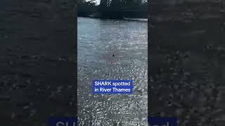 Just a SHARK in River Thames