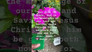 Grow in grace #growingrace #flowerchannel #biblepromises #christianwoman #bookofesther #queenesther