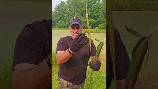 Nature's Pantry Unveiled: The Edible Wonders of Cattails!