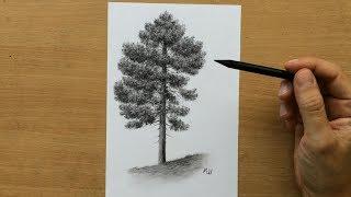 How to Draw a Pine Tree - Charcoal Drawing Tutorial