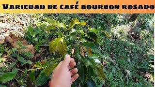 Variedad de Café Bourbon Rosado