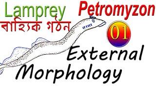 Petromyzon | Lamprey | eel | External Features