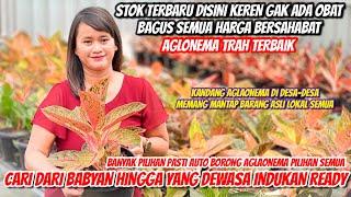 HUNTING AGLONEMA DI TANAH JAWA‼️LOKAL SEMUA TERBAIK SEMUA‼️