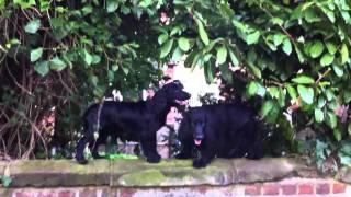 Surework Spaniels