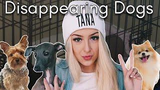 Tana Mongeau’s Prop Puppies: The Dark Reality of Dogs as Influencer Pets