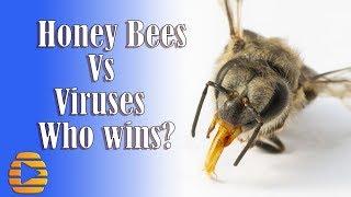Honey Bee vs Viruses. Who wins?
