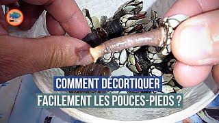 Comment décortiquer les pouces-pieds facilement ?