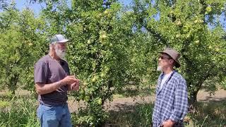 Todd Family Farms Bartlett Pear Harvesting and Ripening Tips