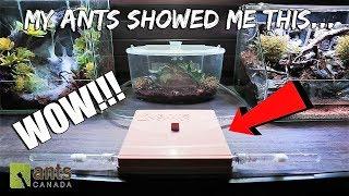 My PET ANTS Showed Me THIS in their New ANT FARM