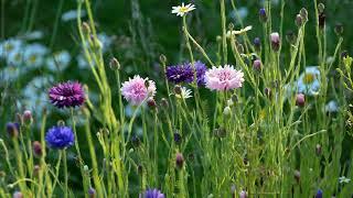 O Waly, Waly: A Beautiful Early Folk Tune from the British Isles (arr. John Rutter)