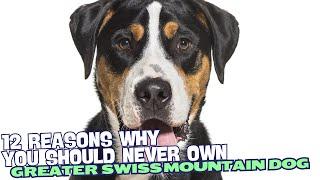 12 Reasons Why You Should Never Own a Greater Swiss Mountain Dog 