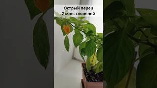 Острый опасный перец - 2 млн. сковелей. #острыйперец