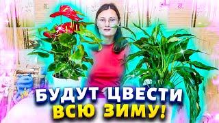 Антуриум будет пускать цветоносы один за другим, если следовать этим простым правилам в уходе.