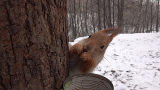 Покормил Толстую и других белок. Ролик от 3 марта / I fed Tolstaya and the other squirrels