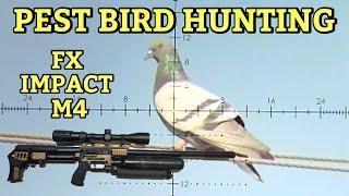 PEST BIRDS vs FX Impact M4 / Hunting under the weather.