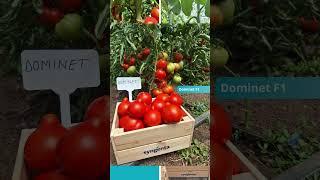 Dominet - Tomate cu mucron, extratimpurii!  #legumecugust #syngenta