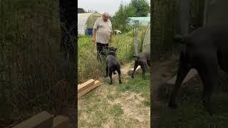 Все как всегда- с соседом друзья #tttt #cane #canecorso #канекорсо #canecorsoitaliano