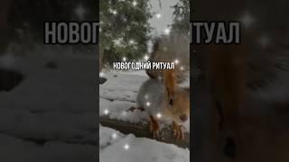 Новогодние ритуалы #эзотерика #предсказания #знакивселенной #вселенная #техники #новыйгод