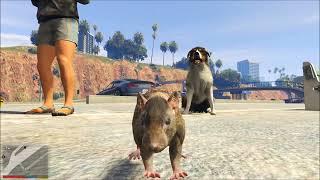 Rat  | Dog   | GTA 5 | 