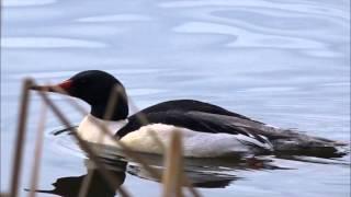 Mergus merganser at Como Lake