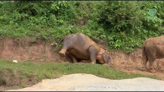 SuParp Peaceful Days at Elephant Nature Park - ElephantNews